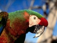 Marele soldat macaw, ara verde (ara ambigua) ara mare verde, biologie, descriere,