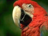 Marele soldat macaw, ara verde (ara ambigua) ara mare verde, biologie, descriere,