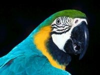 Marele soldat macaw, ara verde (ara ambigua) ara mare verde, biologie, descriere,