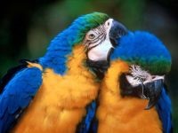 Marele soldat macaw, ara verde (ara ambigua) ara mare verde, biologie, descriere,