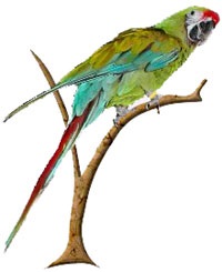 Marele soldat macaw, ara verde (ara ambigua) ara mare verde, biologie, descriere,