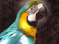 Marele soldat macaw, ara verde (ara ambigua) ara mare verde, biologie, descriere,