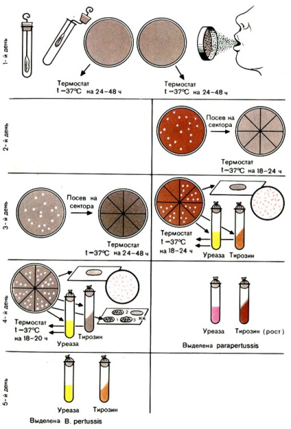 Bordetella - f