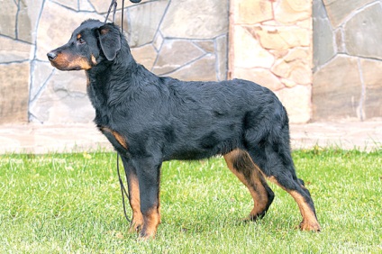 Beauceron - zooinform Város