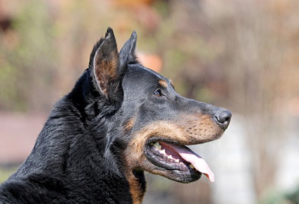 Beauceron - zooinform Város