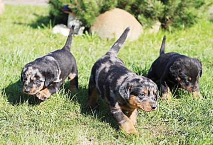 Beauceron - zooinform Város