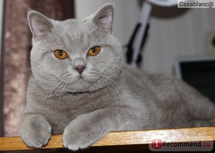 British Shorthair - 