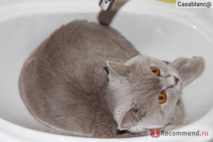 British Shorthair - 