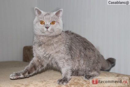 British Shorthair - 