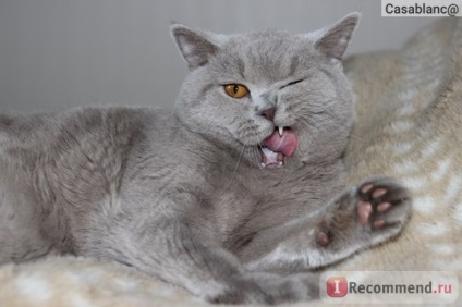 British Shorthair - 