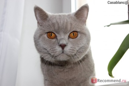 British Shorthair - 