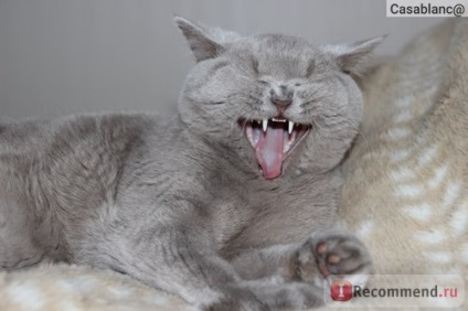 British Shorthair - 