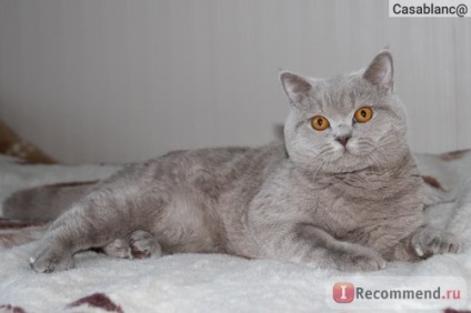 British Shorthair - 