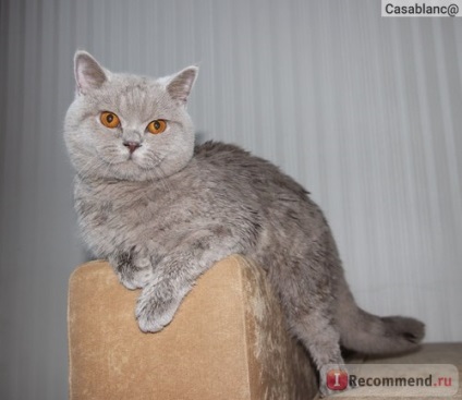 British Shorthair - 