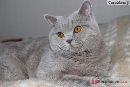 British Shorthair - 