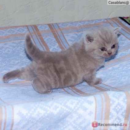 British Shorthair - 