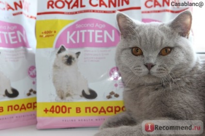 British Shorthair - 