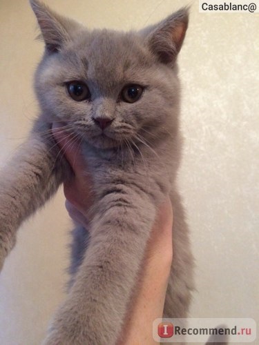 British Shorthair - 