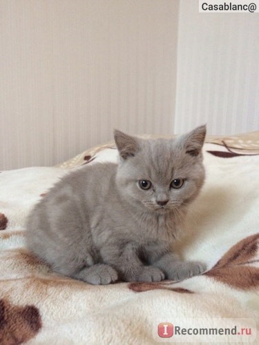 British Shorthair - 