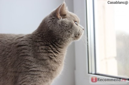 British Shorthair - 