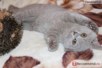 British Shorthair - 