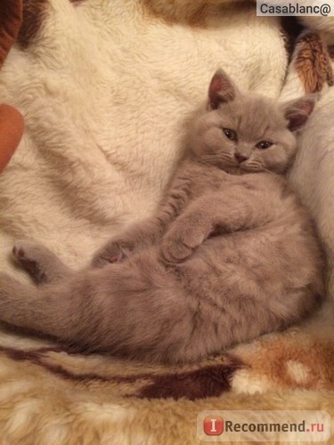 British Shorthair - 