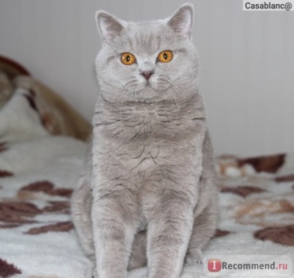 British Shorthair - 