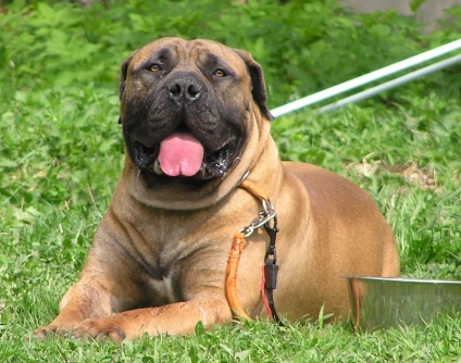 Boerboel - rasele de câini nu sunt clasificate științific biologic definite, fiind