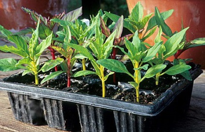 Celosia plantarea și îngrijirea pe terenul deschis cultivarea de cetia din semințele însămânțate în sol și pe material săditor