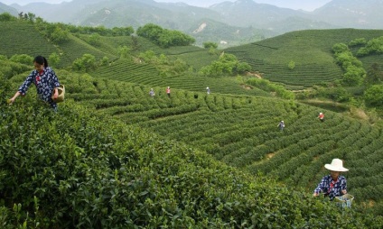 Mao Jian tea, vásárolni kínai tea Xin Yang Mao Jian az online áruház Moszkvában megfizethető áron