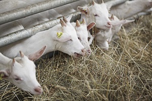 Ce să hrăniți o capră în timpul iernii cu caracteristicile hrănirii și raționalizării