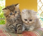 Mi a takarmány egy perzsa kiscicák