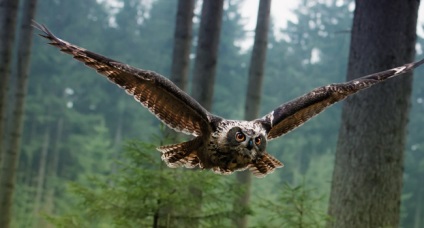 Ce vultur mistrește în pădure - știi totul!