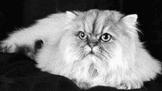 Olvassa el a könyvet Perzsa macskák, szerző Jalpanova Liniza Online oldal 1