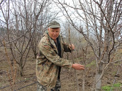 Pentru a crește și fructuos Gradina din Crimeea, o creșă de lupi