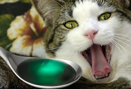Ce trebuie făcut dacă pisica a otrăvit posibile simptome și tratament la domiciliu