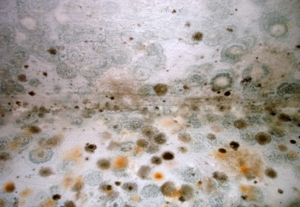 Ce sa faceti daca exista mucegai pe perete in apartament cum sa scapati de ciuperca, motivele pentru aceasta