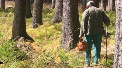 Ce trebuie să faceți dacă sunteți pierdut în pădure de 16 reguli din echipa de căutare