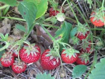 Ce să planteze în grădină după căpșuni pentru anul viitor pe patul de sevaporot