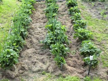 Ce să planteze în grădină după căpșuni pentru anul viitor pe patul de sevaporot