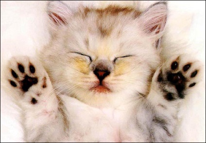 Ce pisici viseaza, pisica viseaza pisica in timpul somnului pisica pretinzand sa doarma visele pisicii,