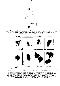 Cytokineza - cartea de referință a chimistului 21