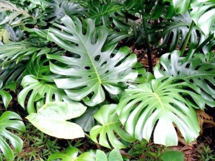 Monstera virága ellátás, virágos-blog