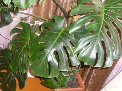 Flori monstera de îngrijire, flori-blog