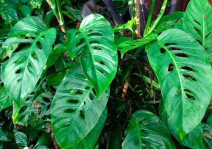 Flori monstera de îngrijire, flori-blog