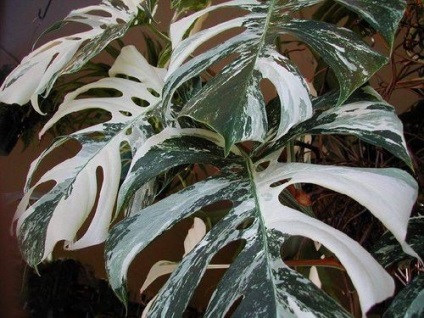 Flori monstera de îngrijire, flori-blog