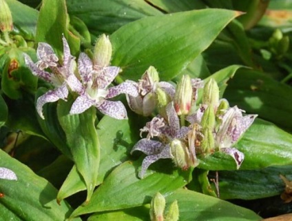 Flori tricortis plantare fotografie reproducere de îngrijire