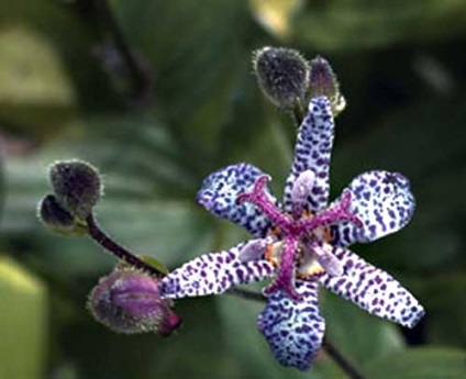 Flori tricortis plantare fotografie reproducere de îngrijire