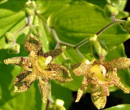 Цветя засаждане tricyrtis грижи възпроизвеждане снимка