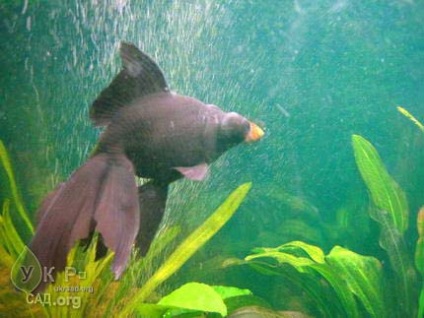 Pește decorativ pentru un soi de iaz, conținut (articole), film pentru un preț iazului iazului
